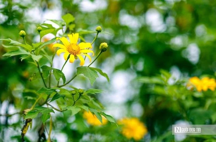 Biển vàng hoa dã quỳ trên cao nguyên - Hình 5