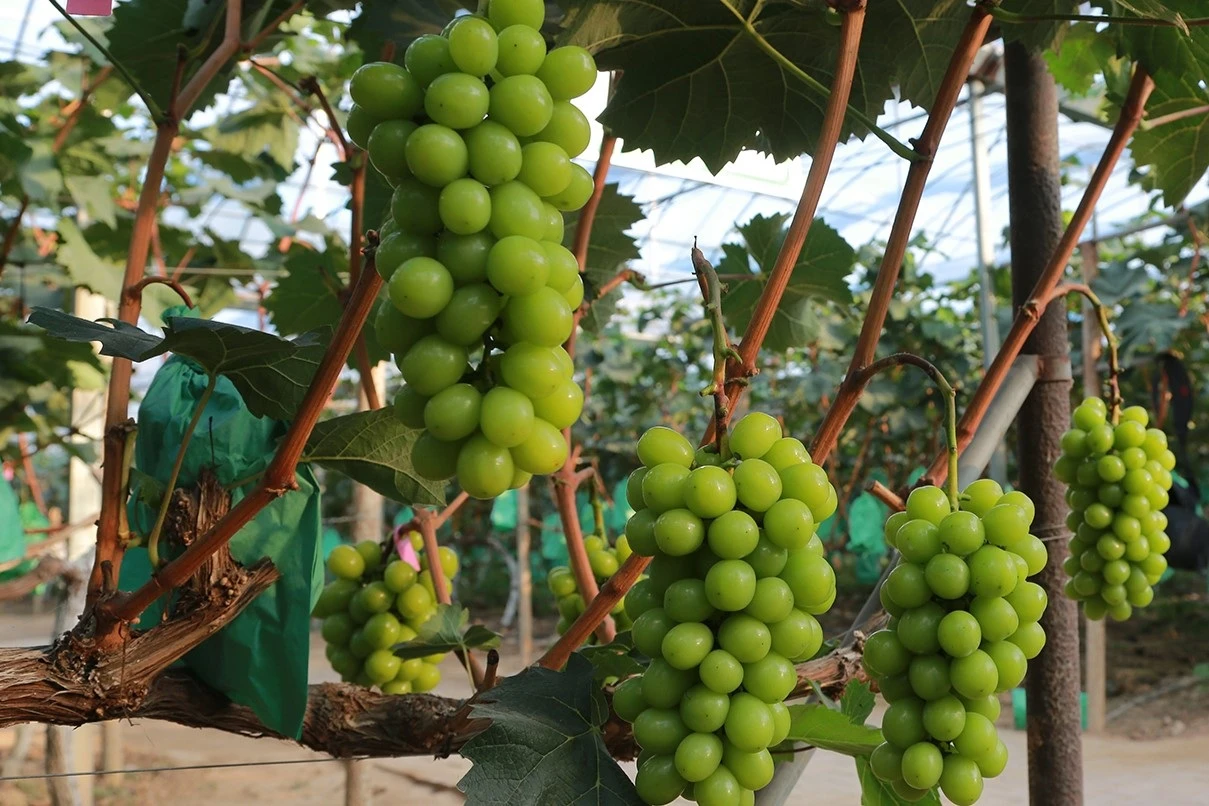 Cách Trung Quốc biến nho sữa cao cấp Nhật Bản thành hàng bình dân giá rẻ - Hình 2