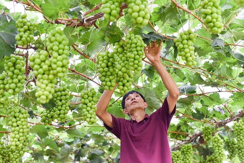 Cách Trung Quốc biến nho sữa cao cấp Nhật Bản thành hàng bình dân giá rẻ - Hình 4