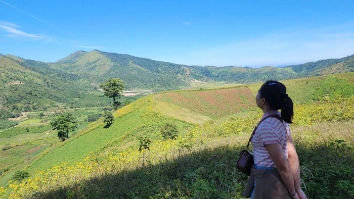 Hoa dã quỳ rực vàng trên cao nguyên Chư Đăng Ya - Hình 14