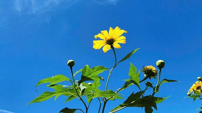 Hoa dã quỳ rực vàng trên cao nguyên Chư Đăng Ya - Hình 4