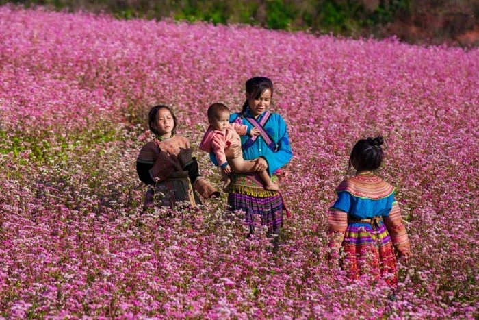 Khai mạc Lễ hội hoa tam giác mạch trên Cao nguyên đá Đồng Văn - Hình 1