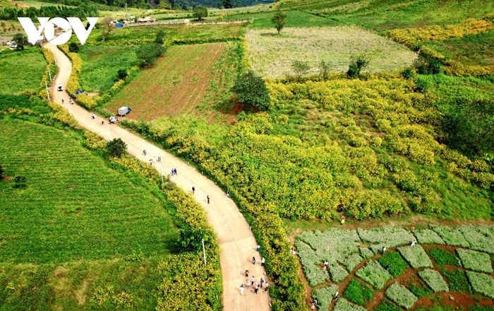 Ngắm sắc vàng rực rỡ của dã quỳ Chư Đang Ya - Hình 2