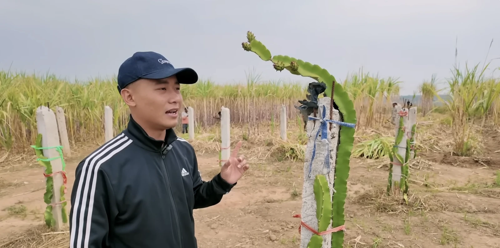 Quang Linh bị bố Qúy chọc tức, xông vào vườn thanh long, cắt đường nhân giống? - Hình 5