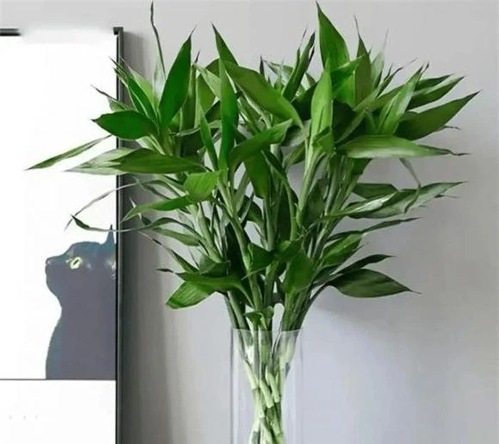 Người giàu thích trồng cây thay hoa! Ba loại cây giữ nhà này dù đắt tiền đến đâu cũng nên trồng, mang thịnh vượng cho gia đình - Hình 3