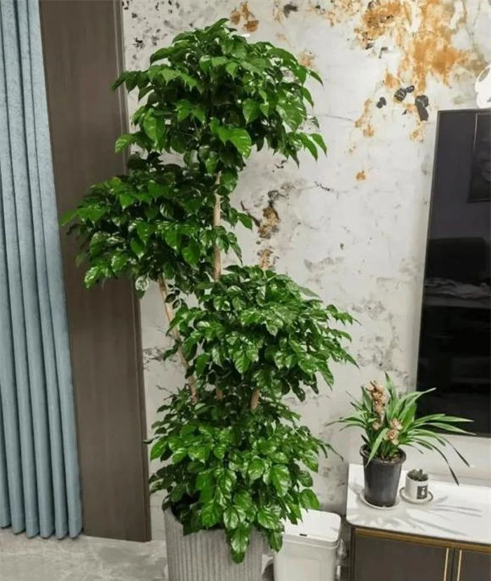 Người giàu thích trồng cây thay hoa! Ba loại cây giữ nhà này dù đắt tiền đến đâu cũng nên trồng, mang thịnh vượng cho gia đình - Hình 5