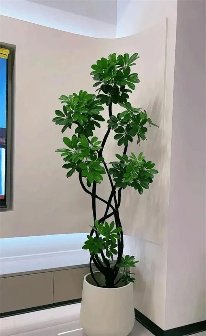 Người giàu thích trồng cây thay hoa! Ba loại cây giữ nhà này dù đắt tiền đến đâu cũng nên trồng, mang thịnh vượng cho gia đình - Hình 4