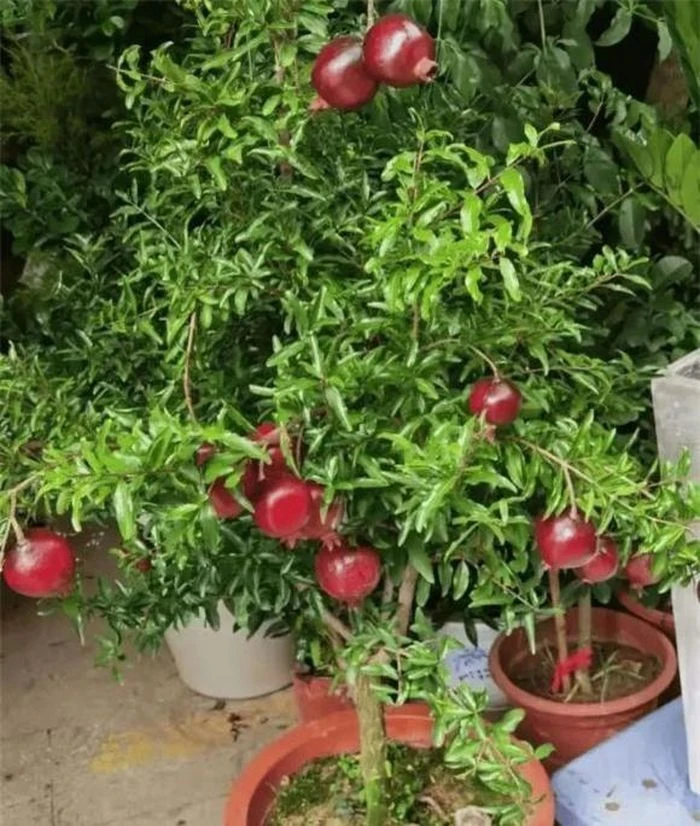 Người giàu thích trồng cây thay hoa! Ba loại cây giữ nhà này dù đắt tiền đến đâu cũng nên trồng, mang thịnh vượng cho gia đình - Hình 7