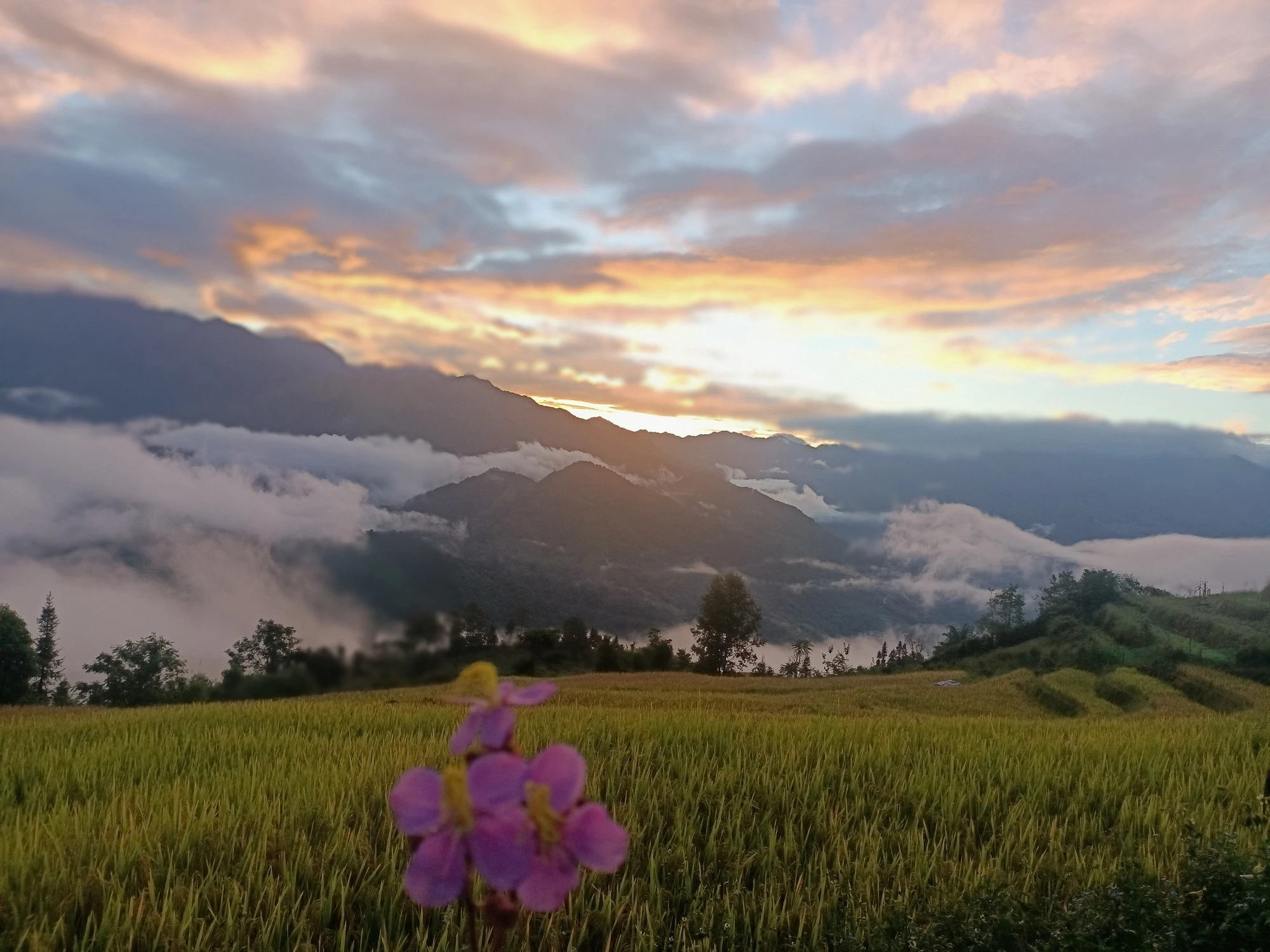 Việt Nam có 1 ngôi làng trên mây nằm ở độ cao hơn 2.000m nhưng ít người biết: Cách Sapa khoảng 80km, cảnh đẹp như chốn bồng lai tiên cảnh - Hình 3
