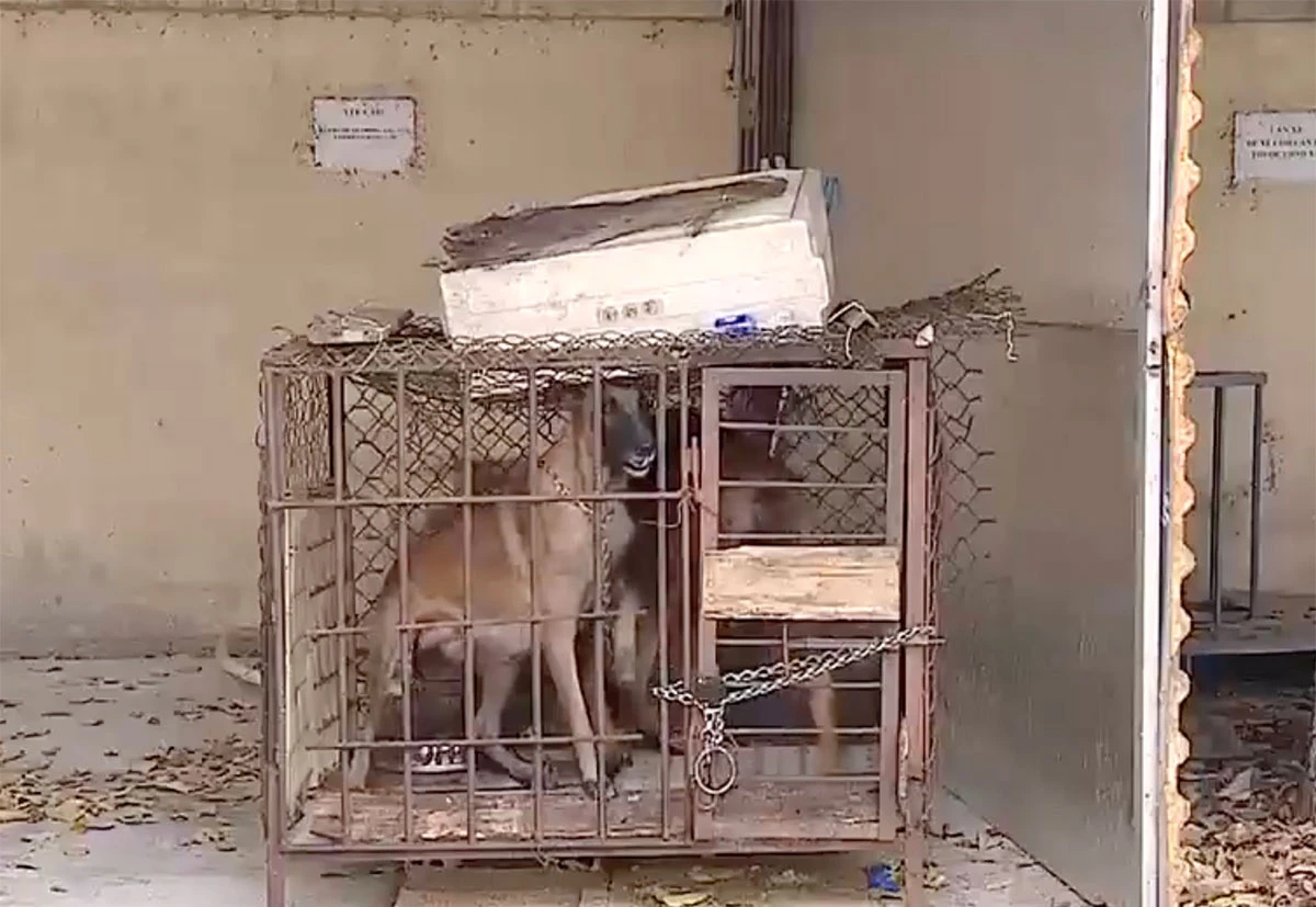 Chủ chó béc-giê bóc lịch vì...in dấu làm bé gái qua đời, camera tiết lộ sốc! - Hình 2