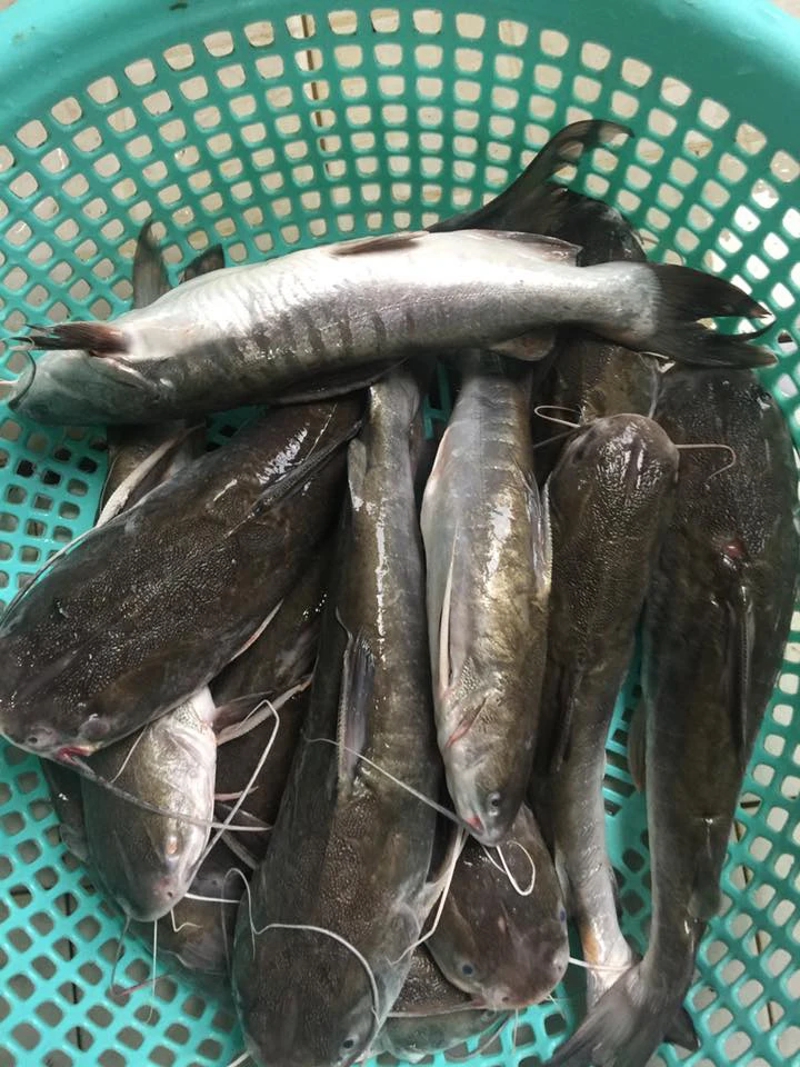 Cá vồ kho, nấu canh chua mà Lê Tuấn Khang mời 9 triệu người là món gì? - Hình 6