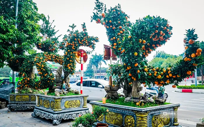Độc đáo cặp quýt song Long giá 250 triệu đồng - Hình 6
