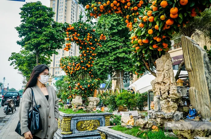 Độc đáo cặp quýt song Long giá 250 triệu đồng - Hình 3
