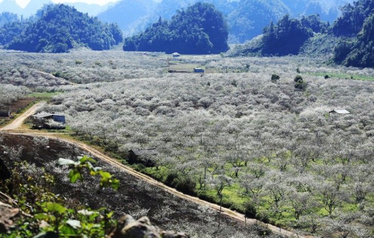 Du lịch Mộc Châu: 4 thiên đường mận trắng không nên bỏ qua - Hình 5