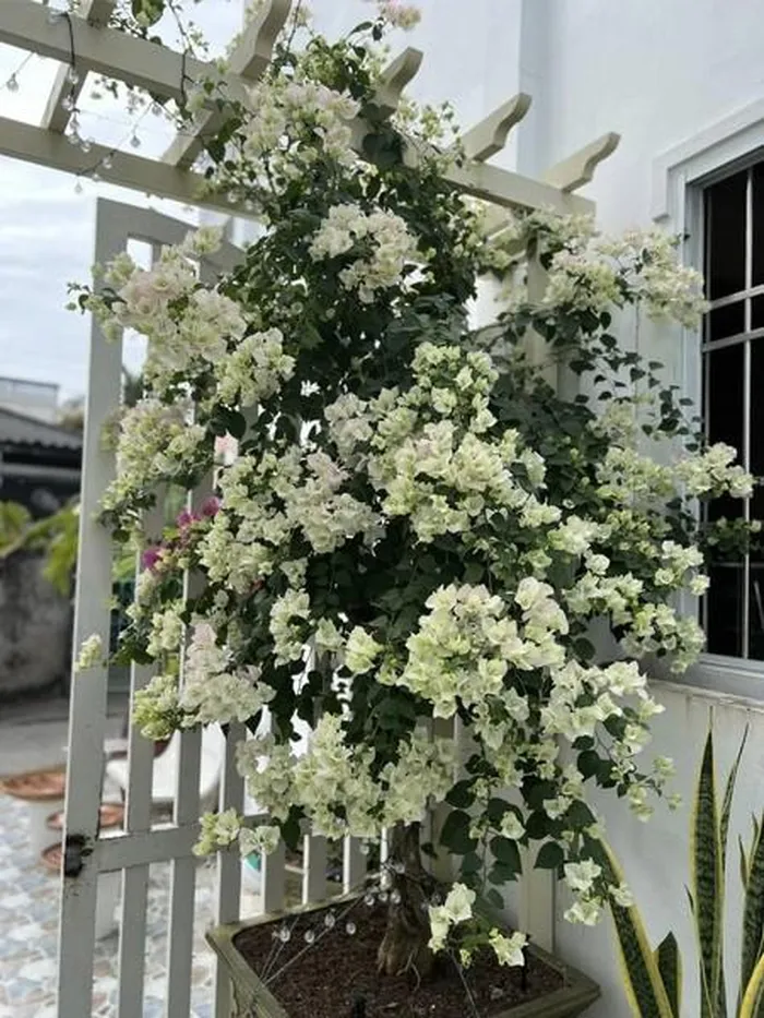 Hé lộ biệt thự ngập tràn sắc Xuân của vợ chồng Mạc Hồng Quân - Hình 4