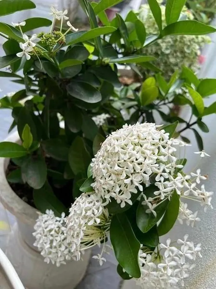 Hé lộ biệt thự ngập tràn sắc Xuân của vợ chồng Mạc Hồng Quân - Hình 8
