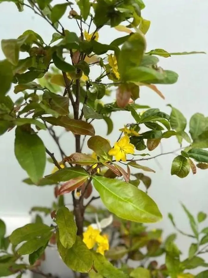 Hé lộ biệt thự ngập tràn sắc Xuân của vợ chồng Mạc Hồng Quân - Hình 10