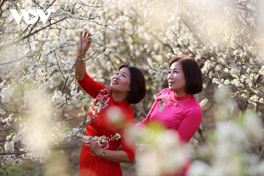 Xuân về, hoa mận nở bung trắng sườn đồi - Hình 7
