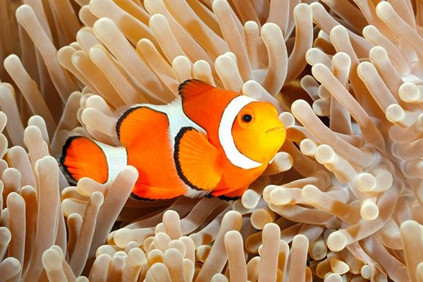 Lươn có khả năng tự chuyển giới, bướm có thể chuyển từ cái sang đực - Hình 6