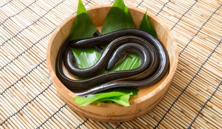 Lươn có khả năng tự chuyển giới, bướm có thể chuyển từ cái sang đực - Hình 1