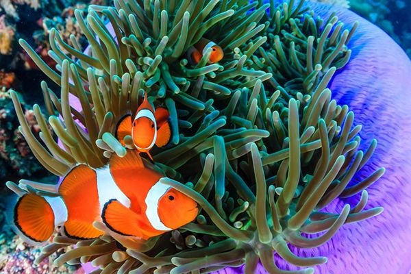 Lươn có khả năng tự chuyển giới, bướm có thể chuyển từ cái sang đực - Hình 5