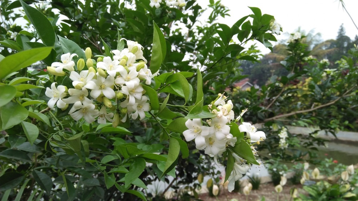 Cây cảnh quý như vàng, hoa nở 200 ngày, thơm gấp 8 lần mộc hương, giúp gia chủ trừ xui, cầu may - Hình 1