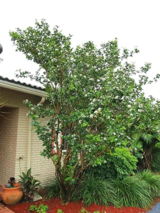 Cây cảnh quý như vàng, hoa nở 200 ngày, thơm gấp 8 lần mộc hương, giúp gia chủ trừ xui, cầu may - Hình 9