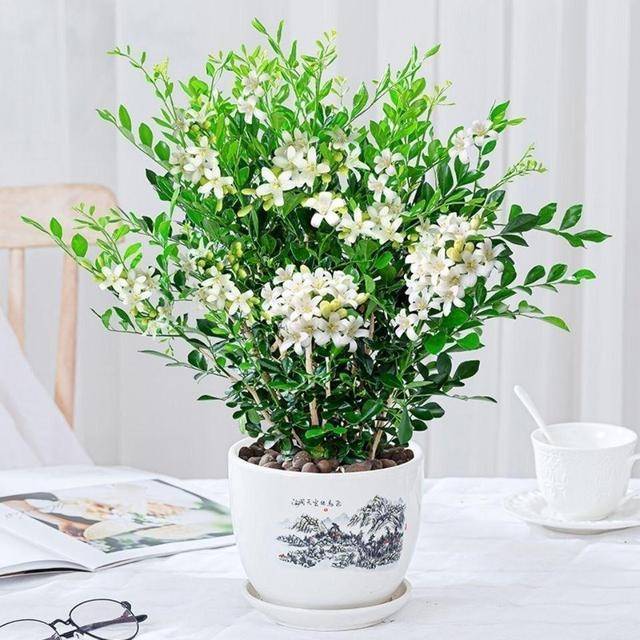 Cây cảnh quý như vàng, hoa nở 200 ngày, thơm gấp 8 lần mộc hương, giúp gia chủ trừ xui, cầu may - Hình 6