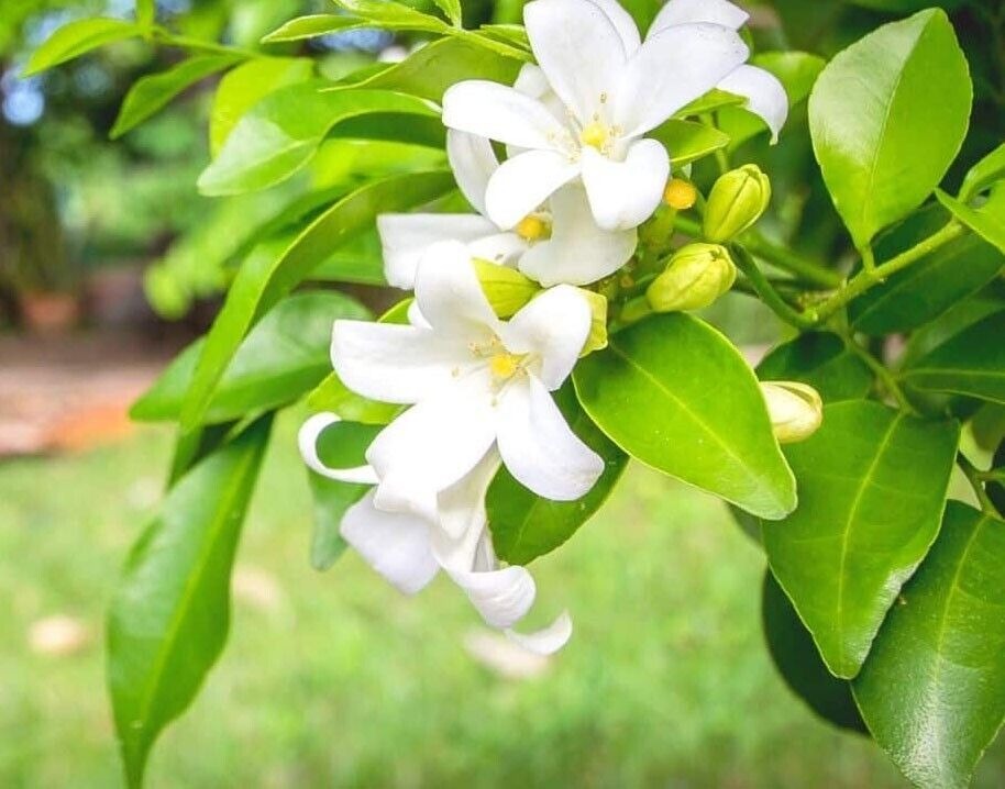 Cây cảnh quý như vàng, hoa nở 200 ngày, thơm gấp 8 lần mộc hương, giúp gia chủ trừ xui, cầu may - Hình 4