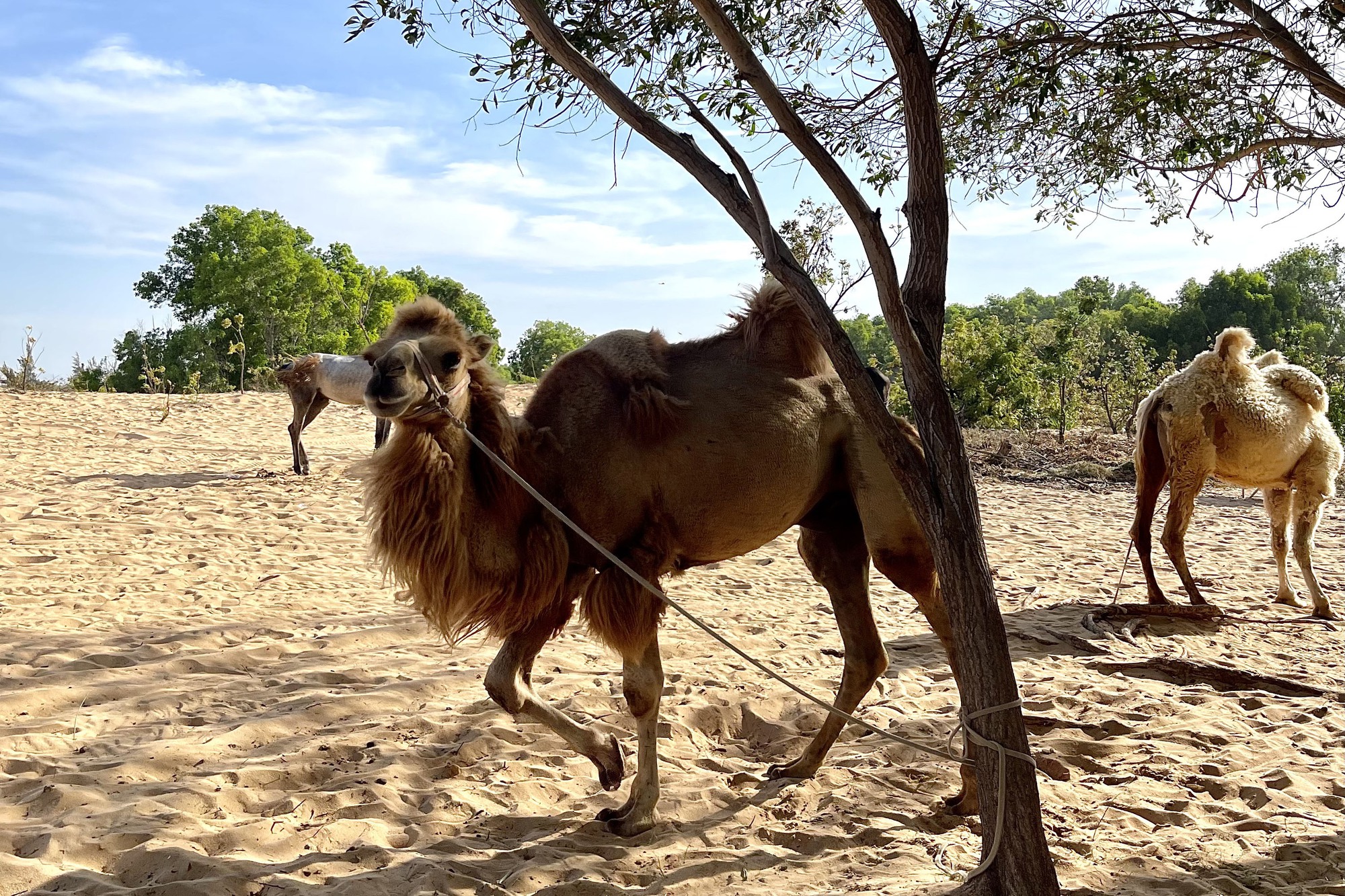 Hãy đặt chân trên Đồi Cát Trắng, thả hồn cảm nhận tiểu sa mạc Sahara của Việt Nam - Hình 10