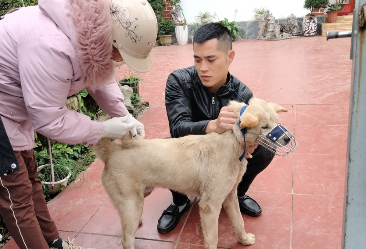 Quảng Ninh: Huy động hàng chục ngàn liều vắc-xin, sau vụ chó dại cắn 14 người - Hình 5