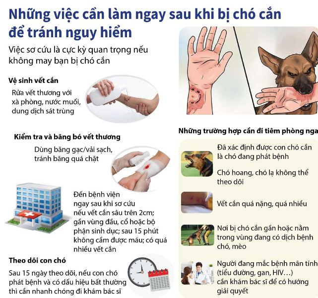Quảng Ninh: Huy động hàng chục ngàn liều vắc-xin, sau vụ chó dại cắn 14 người - Hình 6