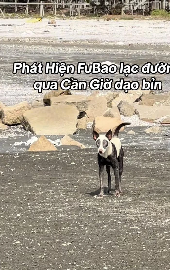 Fubao bất ngờ lạc sang Việt Nam, tung tăng dạo biển khiến cõi mạng rần rần - Hình 2