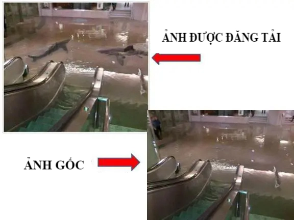 Thực hư cảnh tượng cá mập bơi trong trung tâm thương mại giữa ngập lụt Dubai - Hình 6