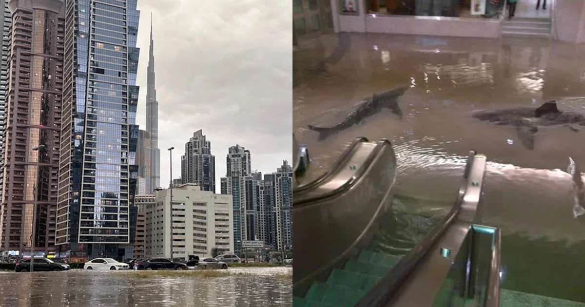 Thực hư cảnh tượng cá mập bơi trong trung tâm thương mại giữa ngập lụt Dubai - Hình 7