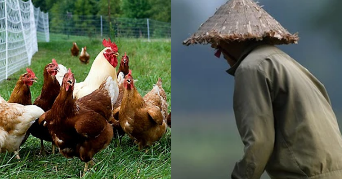 Thấy gà biến mất rồi xuất hiện, nông dân không tin vào mắt khi lần theo dấu vết - Hình 9