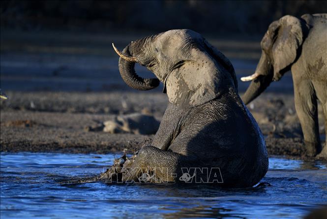 Botswana dọa sẽ đưa 20.000 con voi đến Đức - Hình 1