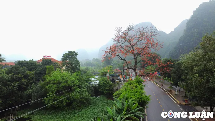 Rực rỡ sắc hoa gạo bên mái chùa cổ ở Ninh Bình - Hình 5
