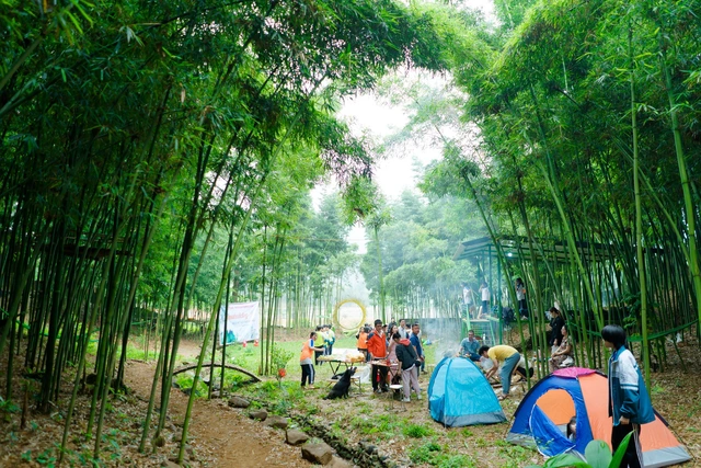Phát hiện khu rừng như phim kiếm hiệp ở Hà Nội, xanh ra sao mà ai cũng rần rần? - Hình 3