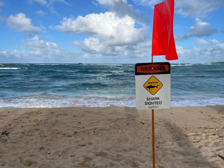 Cướp biển Caribbean lướt sóng ở Hawaii rồi ra đi mãi mãi vì lý do không ngờ - Hình 2