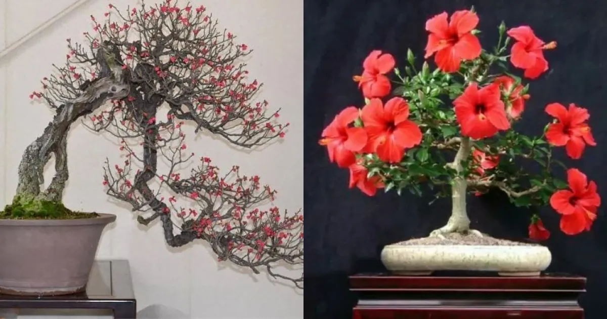 Top 20 Cây Bonsai Mini để Bàn đẹp Nhất, Hợp Phong Thủy - Trắc Nghiệm 