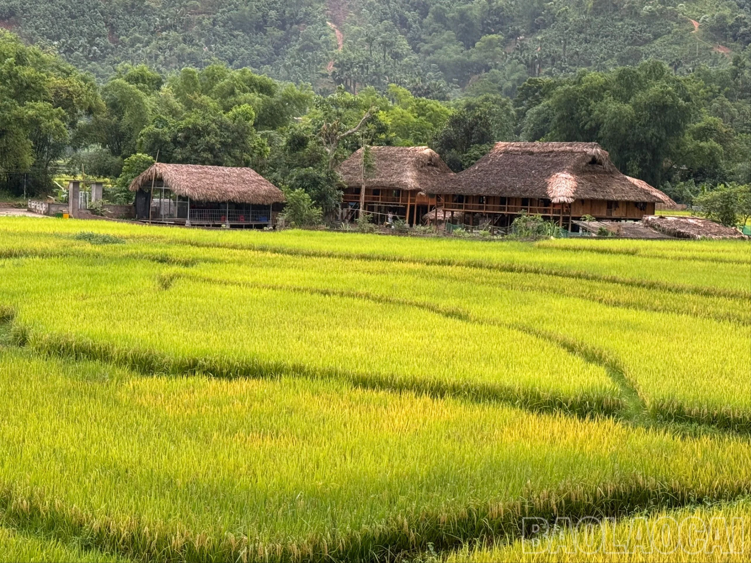 Mùa vàng dưới dãy núi Con Voi - Hình 5