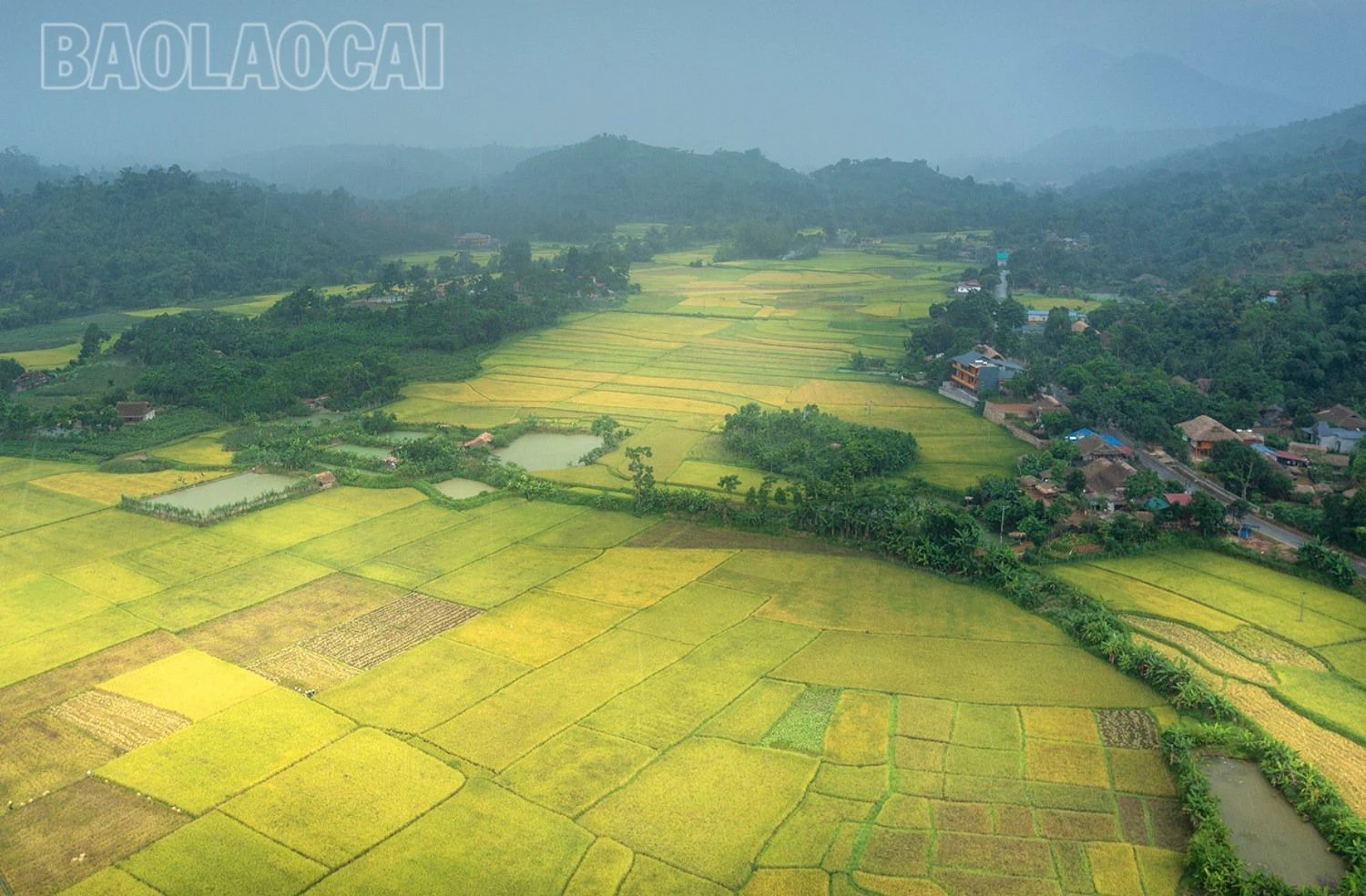 Mùa vàng dưới dãy núi Con Voi - Hình 2