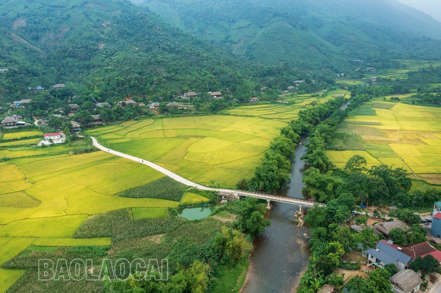 Mùa vàng dưới dãy núi Con Voi - Hình 6