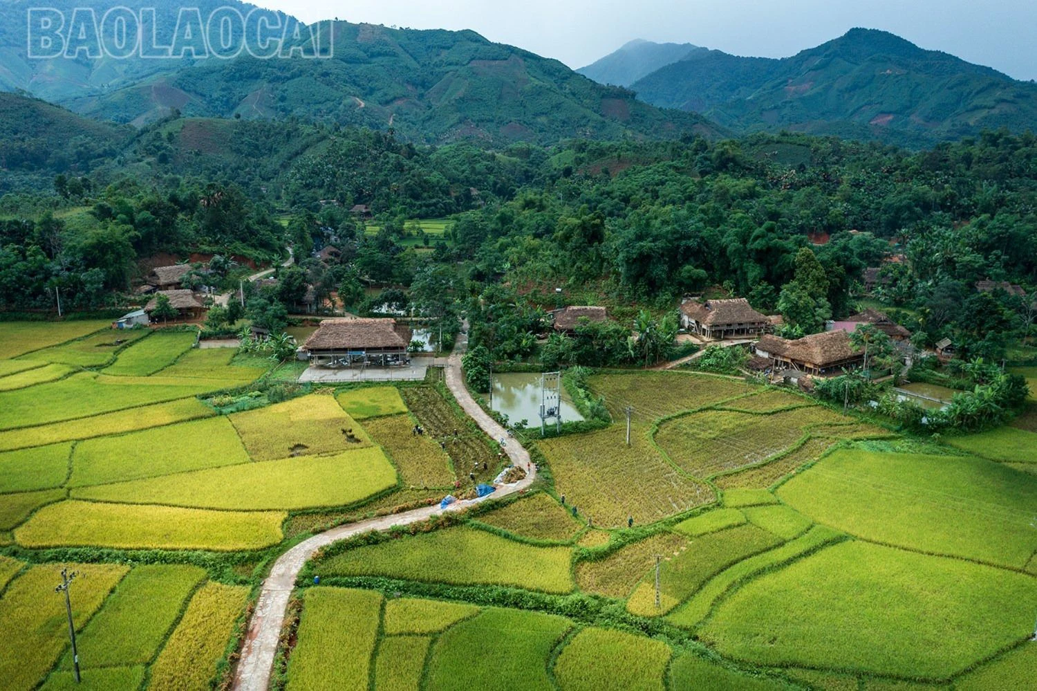 Mùa vàng dưới dãy núi Con Voi - Hình 10
