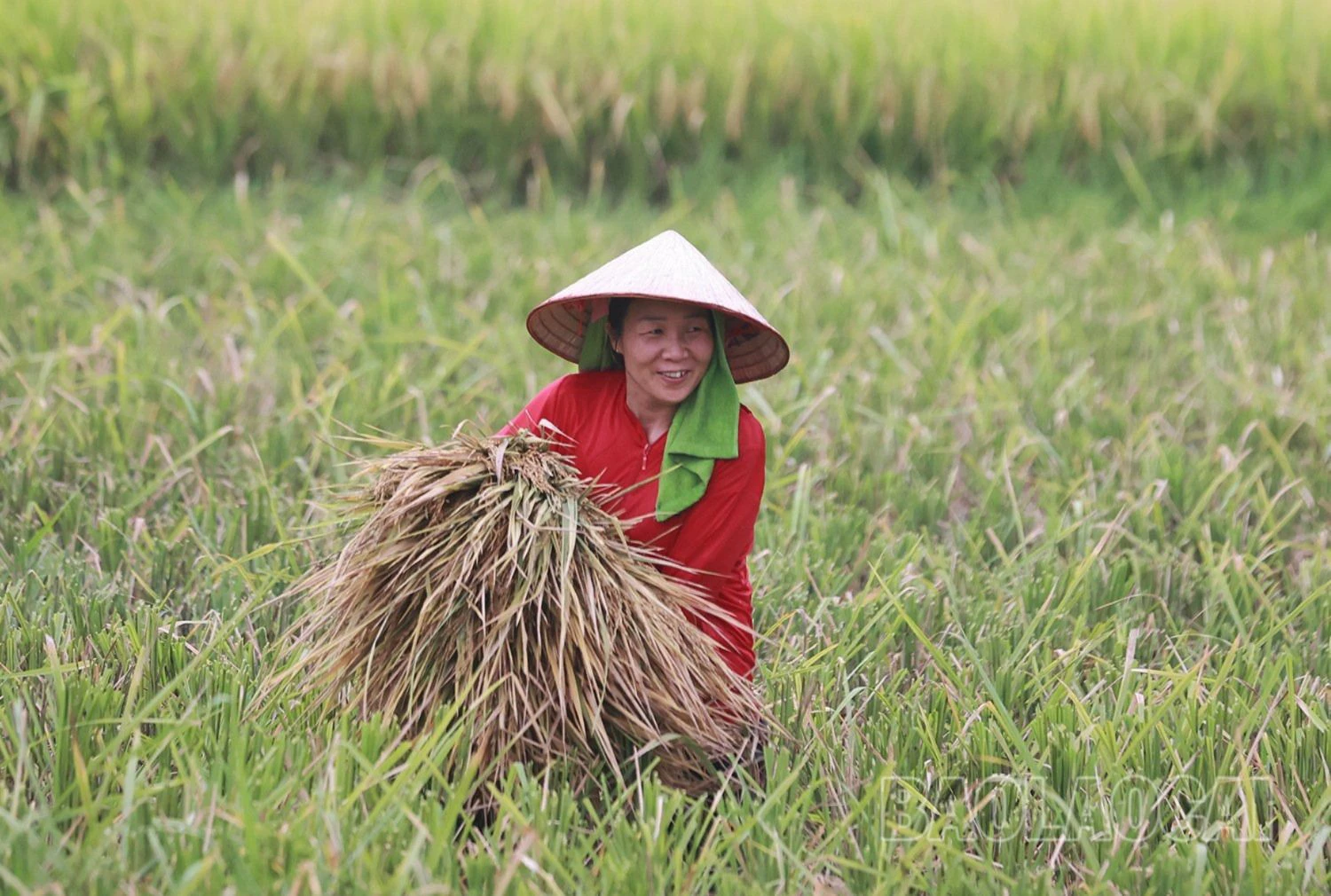Mùa vàng dưới dãy núi Con Voi - Hình 9