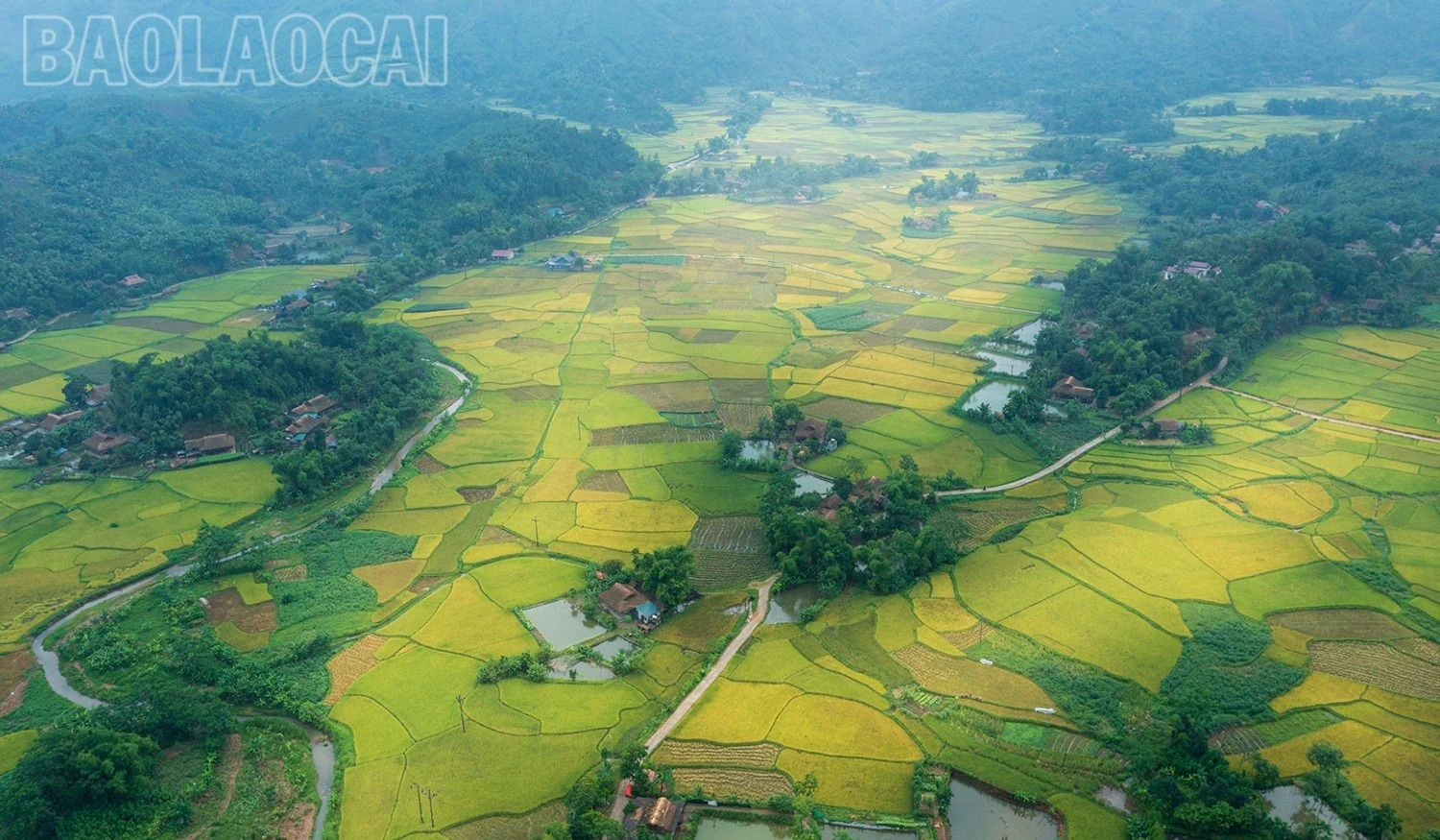 Mùa vàng dưới dãy núi Con Voi - Hình 3