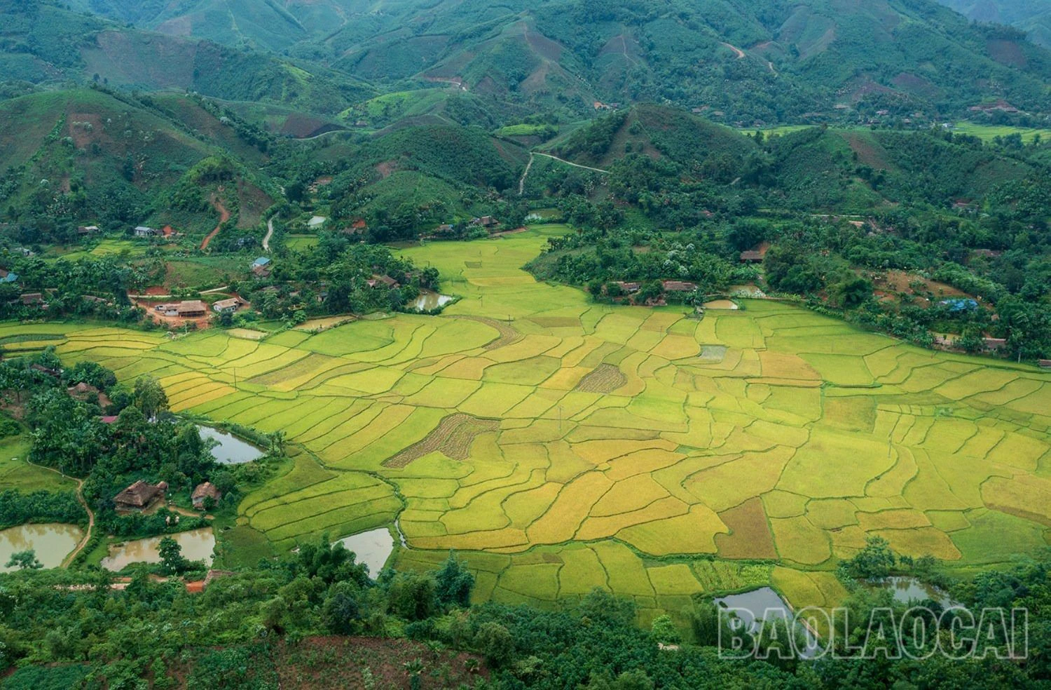 Mùa vàng dưới dãy núi Con Voi - Hình 7