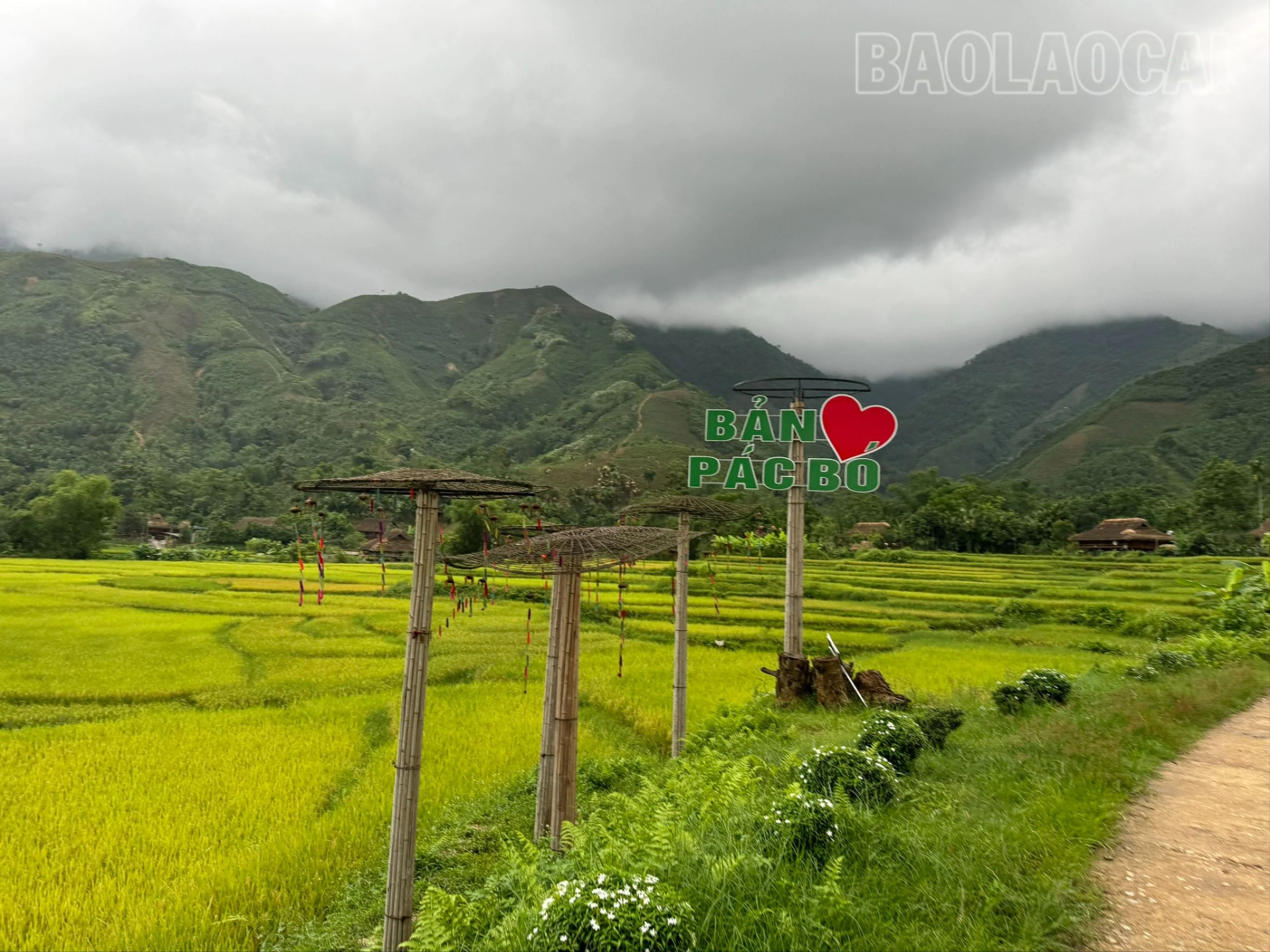 Mùa vàng dưới dãy núi Con Voi - Hình 4