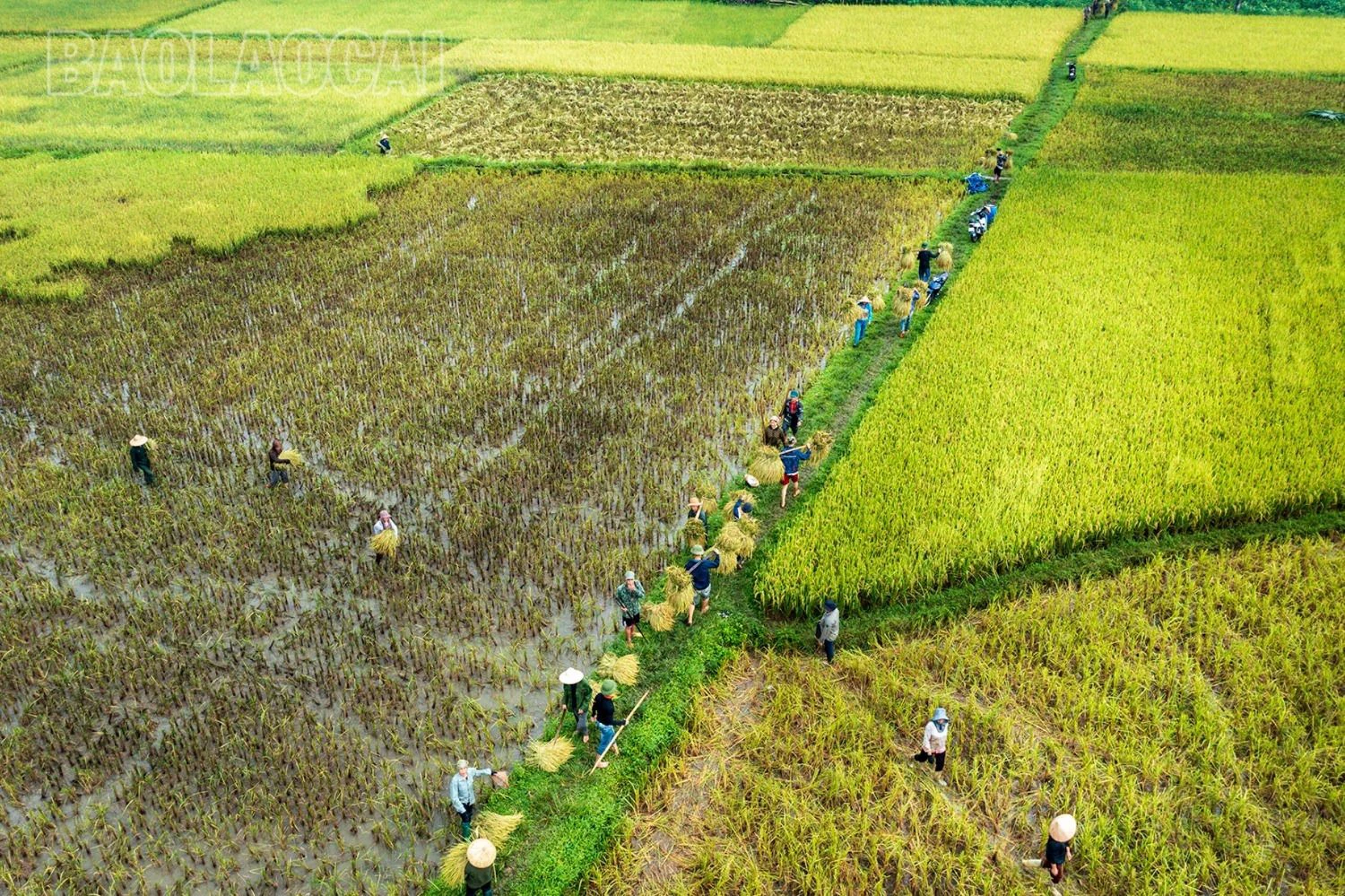 Mùa vàng dưới dãy núi Con Voi - Hình 8